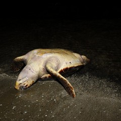 Tartaruga spiaggiata sulla Litoranea di Ponente