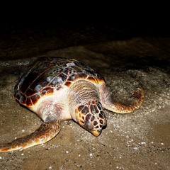 Tartaruga spiaggiata sulla Litoranea di Ponente