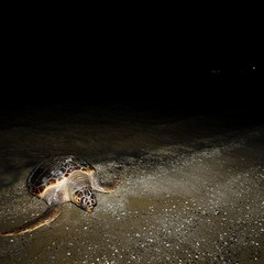 Tartaruga spiaggiata sulla Litoranea di Ponente