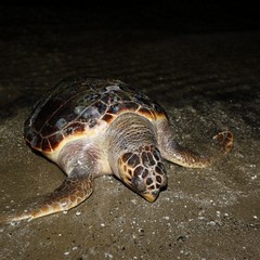 Tartaruga spiaggiata sulla Litoranea di Ponente