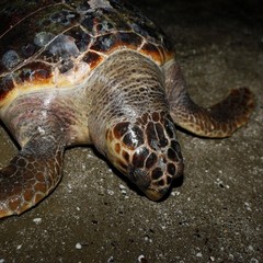 Tartaruga spiaggiata sulla Litoranea di Ponente