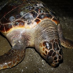 Tartaruga spiaggiata sulla Litoranea di Ponente