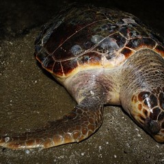 Tartaruga spiaggiata sulla Litoranea di Ponente