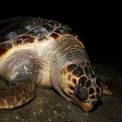 Tartaruga spiaggiata sulla Litoranea di Ponente