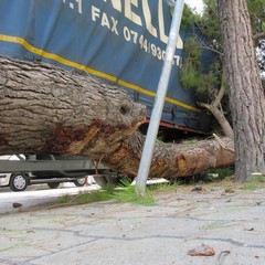 Incidente in via Regina Elena, albero abbattuto