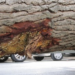 Incidente in via Regina Elena, albero abbattuto