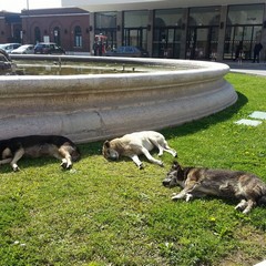 Cani randagi sul prato della fontana della stazione