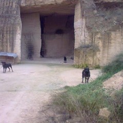 Cani maltrattati, uomo denunciato a Barletta