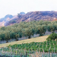 A fuoco Canne nel giorno della commemorazione della battaglia