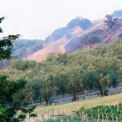 A fuoco Canne nel giorno della commemorazione della battaglia