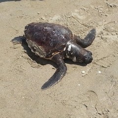 Tartaruga morta sulla spiaggia di Ponente