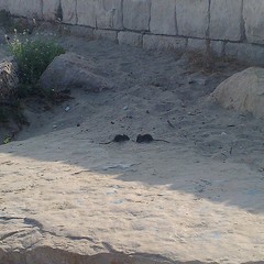 Topi in spiaggia, forse ratti