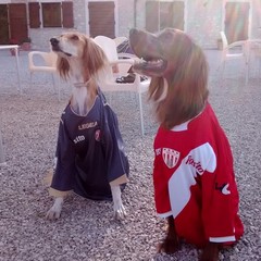 Barletta Calcio, le mascotte canine Duna e Bora