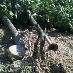 Abbattuti tendoni dell'uva negli agri di Barletta