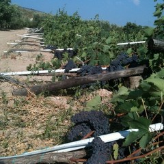 Abbattuti tendoni dell'uva negli agri di Barletta