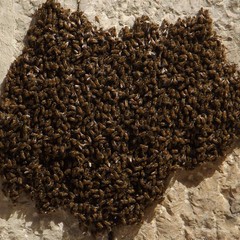 Paura in via Musti, rimosso alveare di api