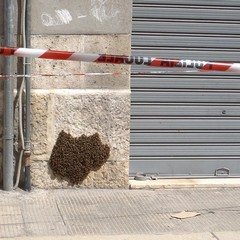 Paura in via Musti, rimosso alveare di api