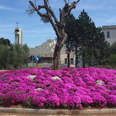 Splende di fiori la rotonda nei pressi del Santuario Madonna dello Sterpeto