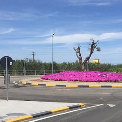 Splende di fiori la rotonda nei pressi del Santuario Madonna dello Sterpeto