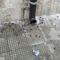 Invasione di scarafaggi in via Venezia