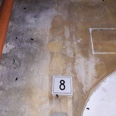 Invasione di scarafaggi in via Venezia