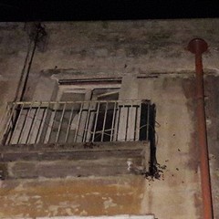 Invasione di scarafaggi in via Venezia