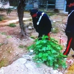 I Carabinieri scoprono rifiuti pericolosi interrati nell'orto botanico