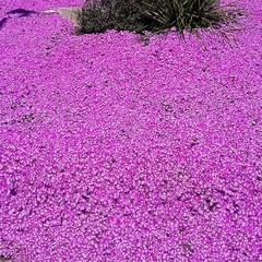Squarcio colorato in via Canosa: i fiori invadono la piazzetta