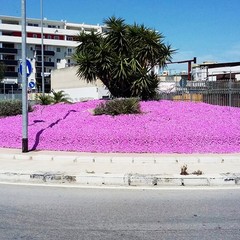 Squarcio colorato in via Canosa: i fiori invadono la piazzetta