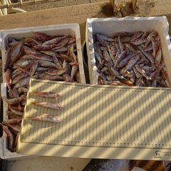 Cassette di prodotti ittici sequestrati dalla Guardia Costiera.