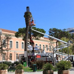 Le fasi del lavoro per rimuovere le palme compromesse dal punteruolo rosso nei giardini De Nittis.