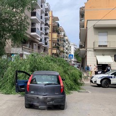 Grosso ramo cade in via Vitrani, bloccato accesso a via Chieffi