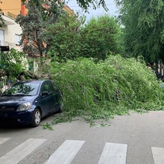 Grosso ramo cade in via Vitrani, bloccato accesso a via Chieffi