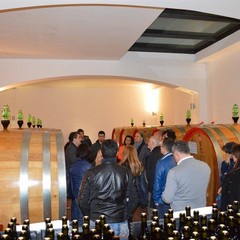 Onav: wine, passion & skill