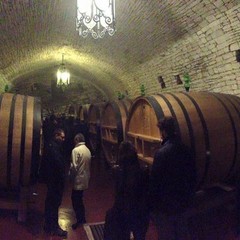 Onav: wine, passion & skill