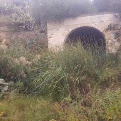 Ripulita la zona della fontana di San Ruggero