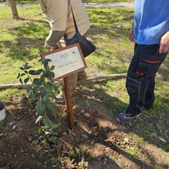 Il progetto "Un albero per la salute"