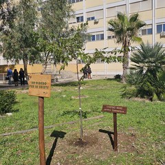 Il progetto "Un albero per la salute"