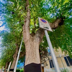 Alberi a "lutto" in via Vitrani