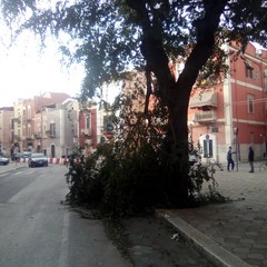Albero caduto in via Roma