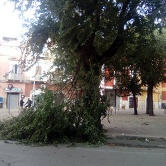 Albero caduto in via Roma