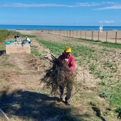 Amare la litoranea: Legambiente Barletta in prima linea per la pulizia della spiaggia