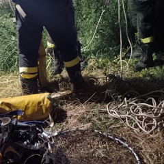 Gatto salvato da un vascone nell'ex distilleria di Barletta