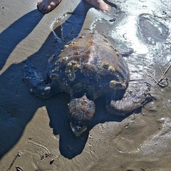 Caretta caretta