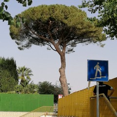 Abbattimento del pino su via Vittorio Veneto