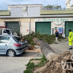 Albero caduto in via Fermi