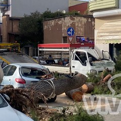 Albero caduto in via Fermi