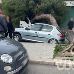 Albero caduto in via Fermi