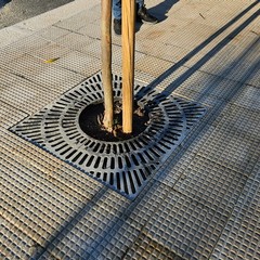 Alberi "ingabbiati" in via Vittorio Veneto, la denuncia di Legambiente Barletta