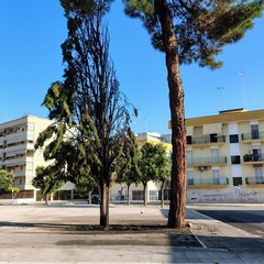 A fuoco due alberi in Largo Ariosto